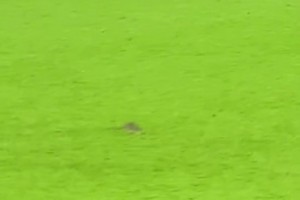 老鼠闯入球场🤣库尔图瓦想抓住但失手，威尔士球员将其驱赶出场